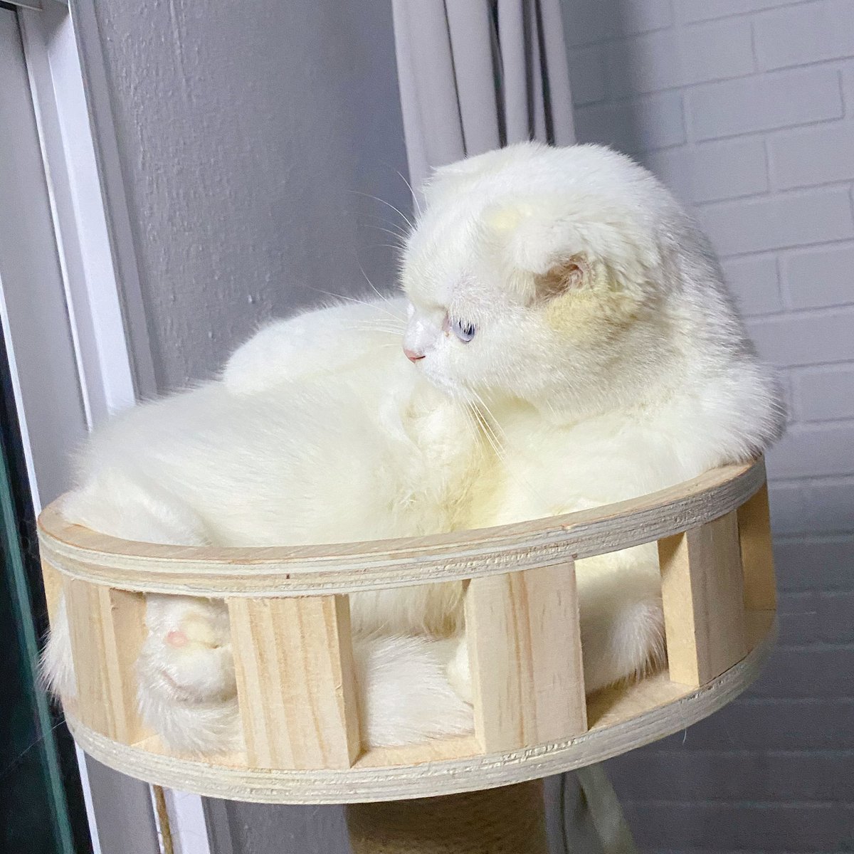awwwfluffy's tweet photo. เซ็ตภาพสุดเซบซี่ https://t.co/HoruqGMtz8