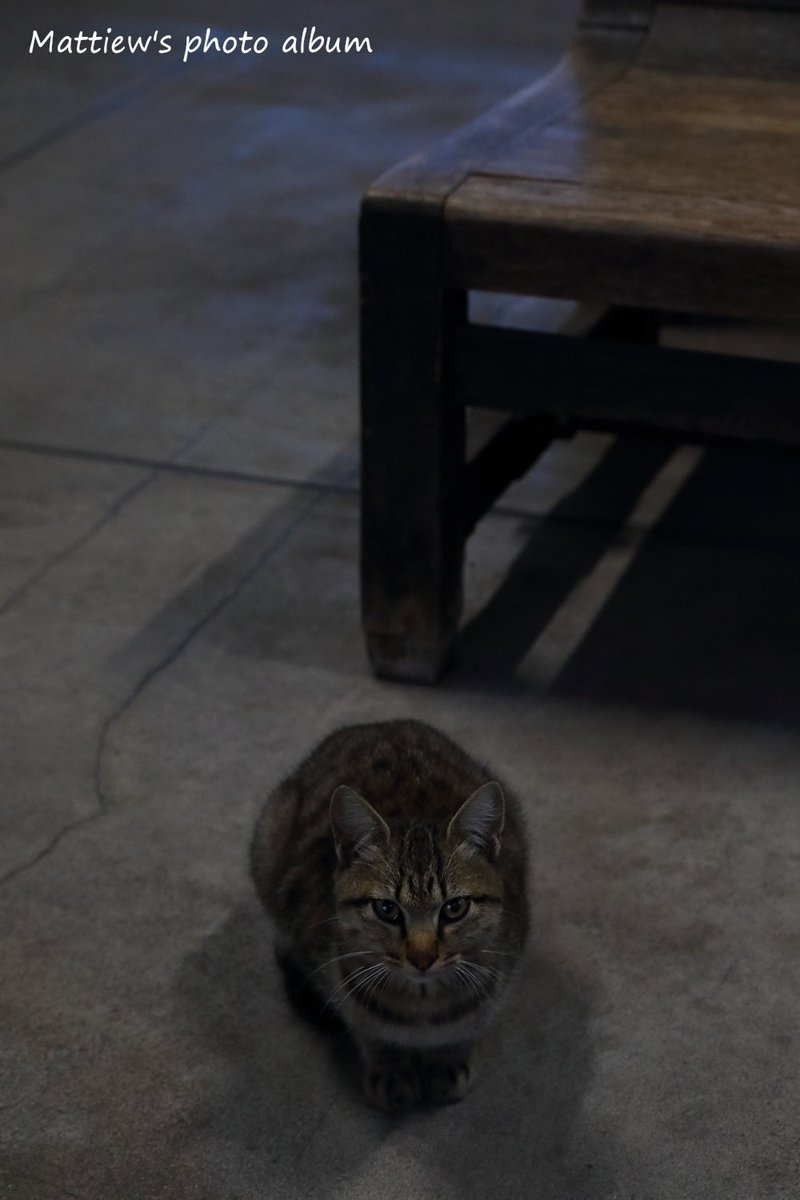 Mattiew 10月17日 土曜日 天竜浜名湖鉄道 早朝の遠州森駅にいた野良猫 人なつっこい猫ちゃんでした