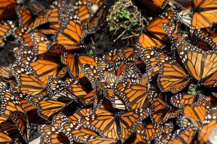 FrankFronash's tweet photo. September and October is usually when the monarch butterflies head down to Mexico. They get there by November and come on back around March. https://t.co/Be0IEcf7xK