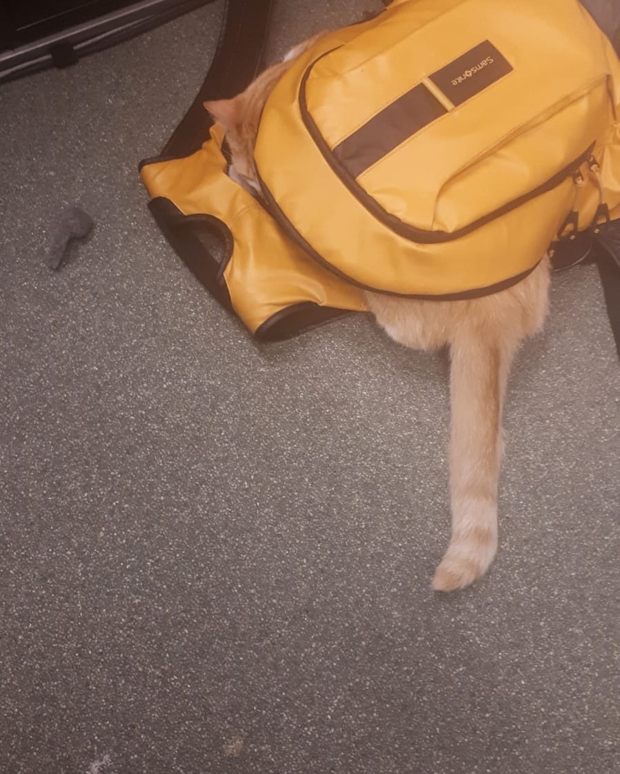 Ik leg het nog 1x uit. Ik wil soms aandacht. Breng verdorie muisjes naar je bureau, leg ze voor je neer, maar jij blijft werken. Dan ga ik maar in je tas liggen. Muisje erbij om te spelen, er komt een moment dat je iets uit die tas nodig hebt. En dan krijg ik die aandacht echt!