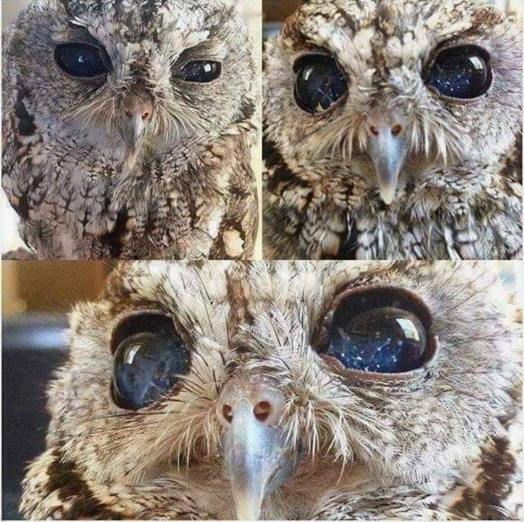 I've never seen eyes like this in real life!