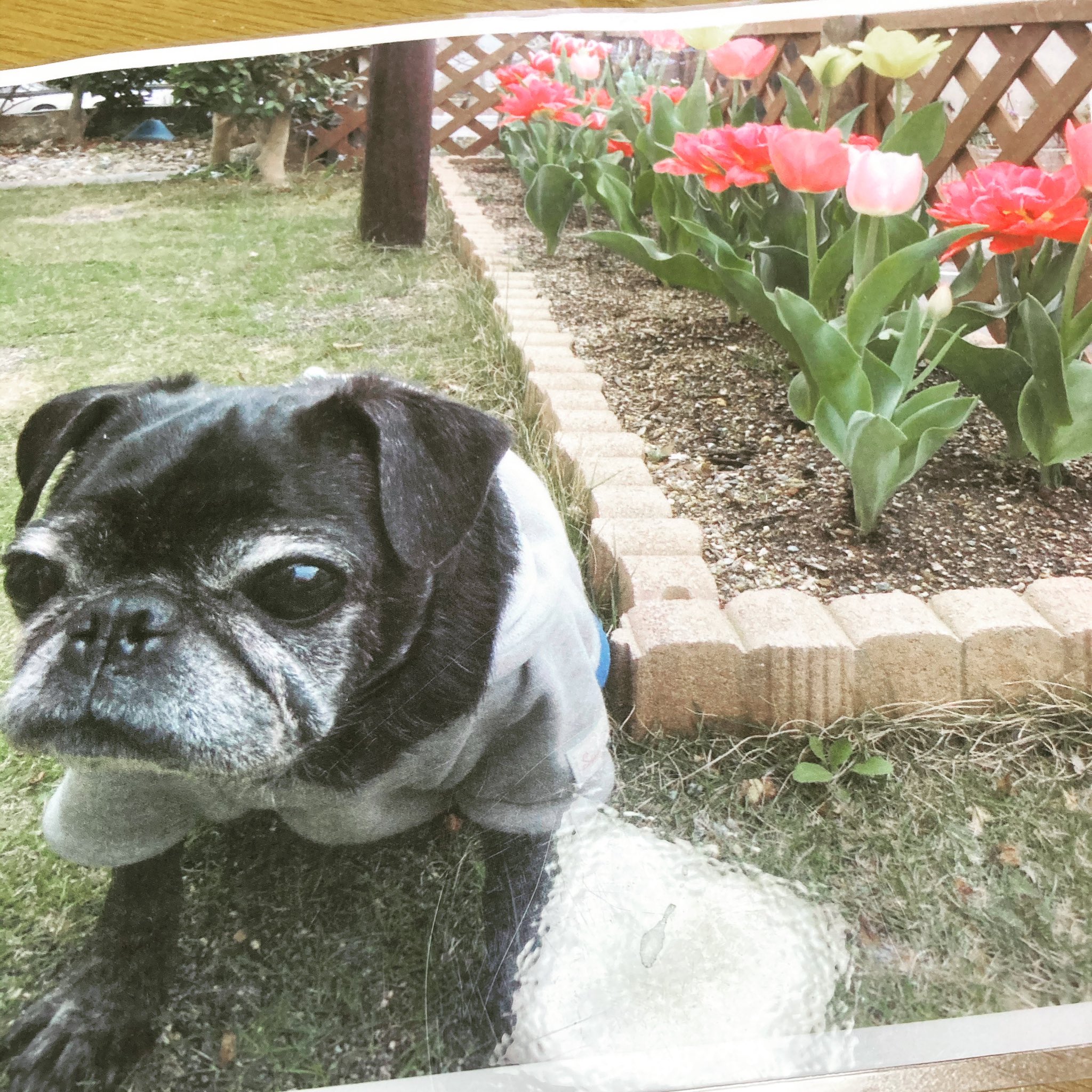 天国の犬 Twitter Search Twitter