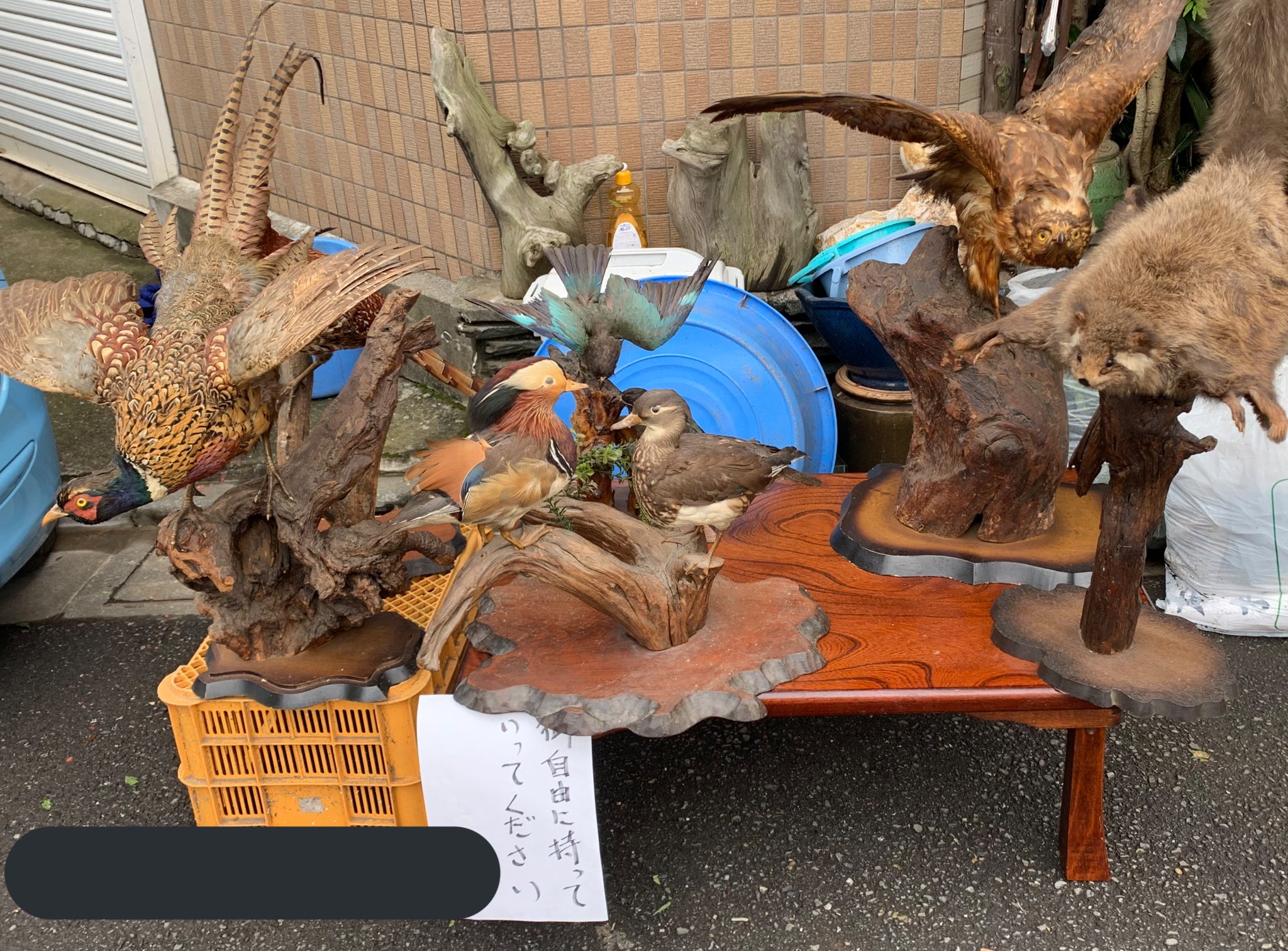 モモンガ 剥製 置物 モモンガ むささび ムササビ 剥製 置物 モモンガ 剥製 置物 モモンガ むささび ムササビ 剥製 置物