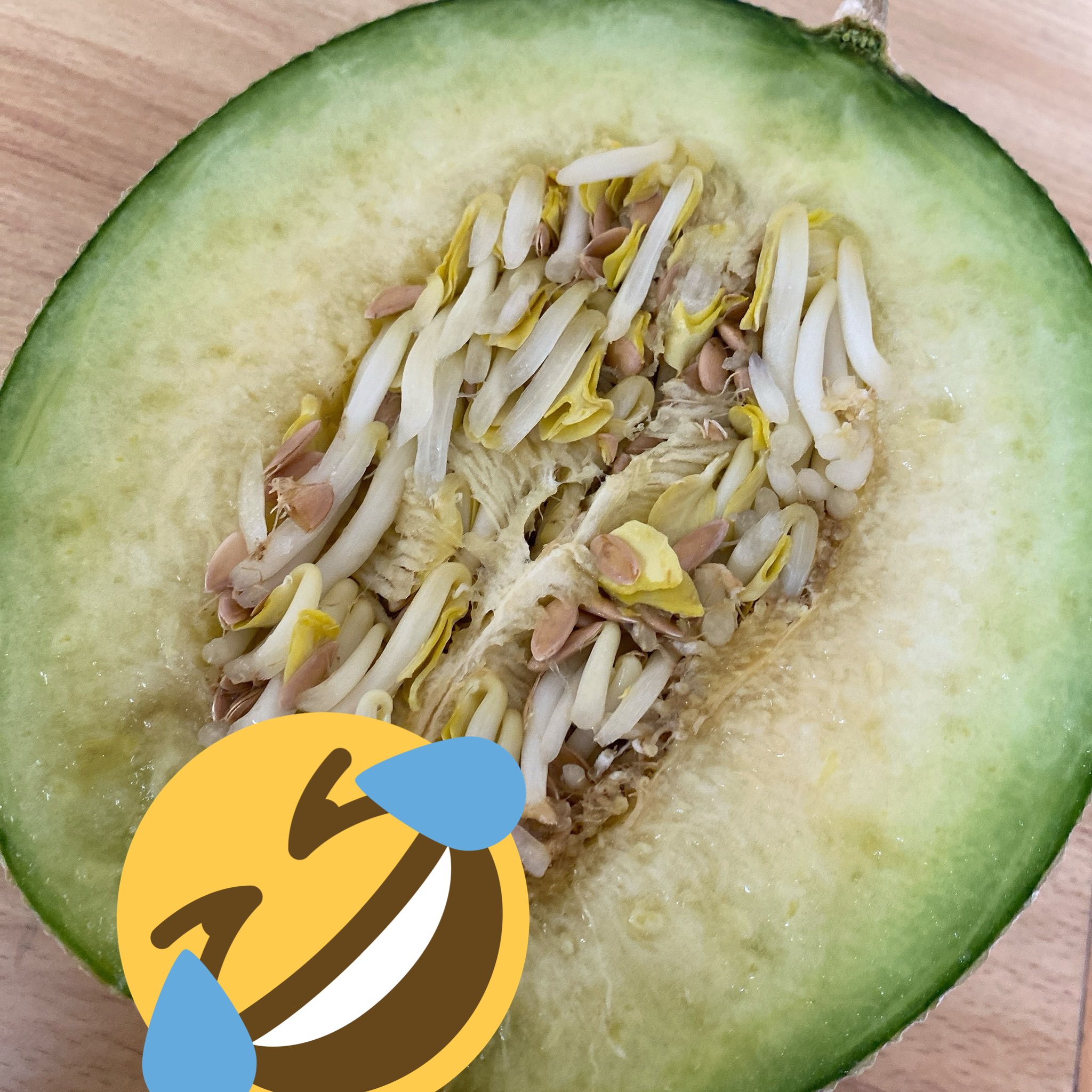 Tomom Home39 楽天room いただいたばかりのメロン も もやし 初体験 メロンにもやし T Co M5qypve9uo Twitter Tomom Home39 楽天room いただいたばかりのメロン も もやし 初体験 メロンにもやし T Co M5qypve9uo Twitter