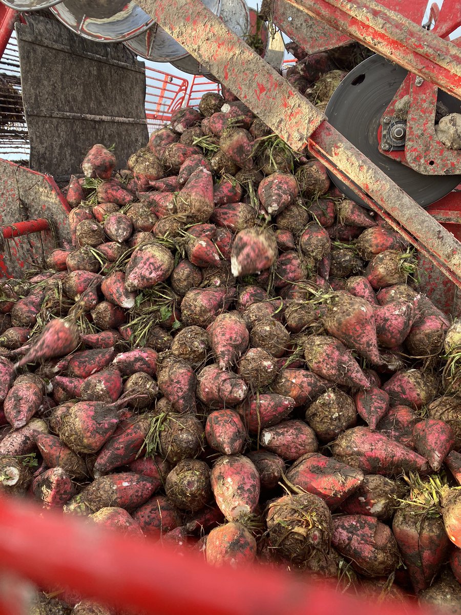 Zondagse rooie bieten rooien