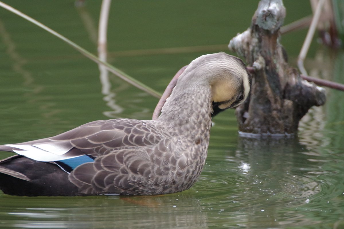 本日の里山公園 その1
カワセミちゃんには会えず、カモを撮る。
#PENTAX #PENTAX_K_70 https://t.co/g2booWF6P3