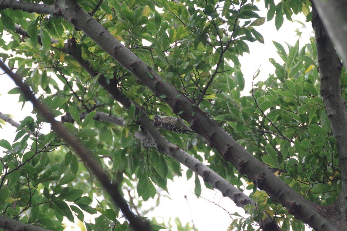 本日の里山公園 その2
ここではお初の・・・モズ?
そして賑やかだから撮ってみたら、やはりキミか、ガビチョウ!
#PENTAX #PENTAX_K_70 https://t.co/Cl7fy42XwI