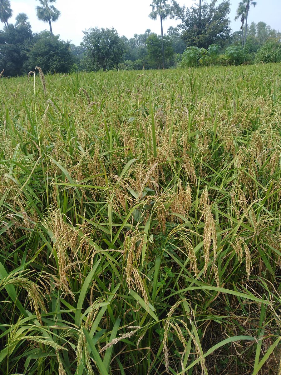 NayanaSChauhan's tweet image. મને સાદ કરી રહી છે મારી ધરતી, મારુ ગામ,ઘર,ઉંબરો, ઓસરી અને સ્મૃતિઓ. લીલાછમ ખેતરો, કોતર પસાર કરી ટેકરીઓ ઉપરથી પસાર થતા કણજના વૃક્ષ પર આમલી-પીપળી રમતાં-રમતા  હજીયે કોઈનો દાવ બાકી છે...
#nativeplace 
#ghoghamba