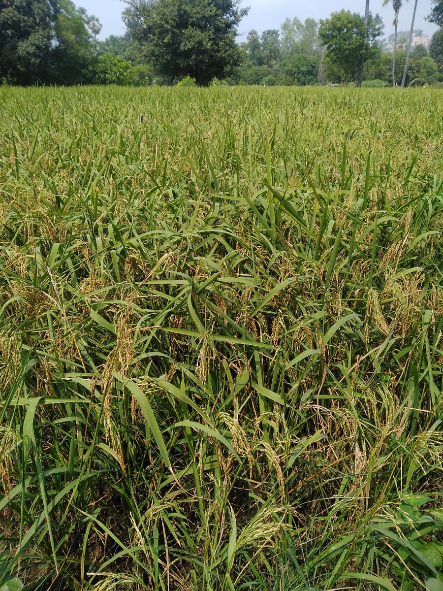 NayanaSChauhan's tweet image. મને સાદ કરી રહી છે મારી ધરતી, મારુ ગામ,ઘર,ઉંબરો, ઓસરી અને સ્મૃતિઓ. લીલાછમ ખેતરો, કોતર પસાર કરી ટેકરીઓ ઉપરથી પસાર થતા કણજના વૃક્ષ પર આમલી-પીપળી રમતાં-રમતા  હજીયે કોઈનો દાવ બાકી છે...
#nativeplace 
#ghoghamba