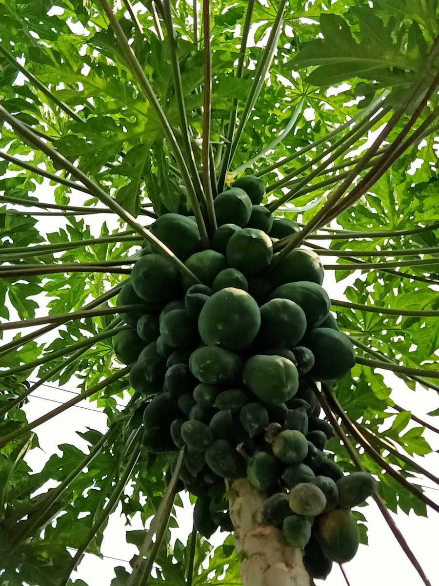 NayanaSChauhan's tweet image. ....શિયાળાની રાતે તાપણાની પાસે બેસી કેટલીએ વાર્તાઓ સાંભળતા અને સાથે મળી અંતકડી રમતા રમતા હજીયે કોઈનું ગીત અધૂરું છે. તાજી હવાનો અને માટીની મહેકનો અહેસાસ મનના સ્મૃતિપટ  પર હજી જીવંત છે...
- અનહદ મૌન (નયના ચોહાણ)
#nativeplace
#ghoghamba
#naturelovers 
#NaturePhotography