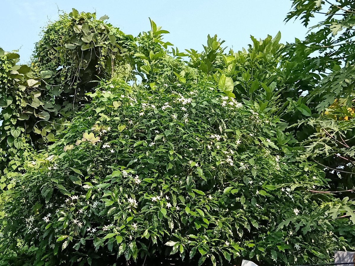 NayanaSChauhan's tweet image. ....શિયાળાની રાતે તાપણાની પાસે બેસી કેટલીએ વાર્તાઓ સાંભળતા અને સાથે મળી અંતકડી રમતા રમતા હજીયે કોઈનું ગીત અધૂરું છે. તાજી હવાનો અને માટીની મહેકનો અહેસાસ મનના સ્મૃતિપટ  પર હજી જીવંત છે...
- અનહદ મૌન (નયના ચોહાણ)
#nativeplace
#ghoghamba
#naturelovers 
#NaturePhotography