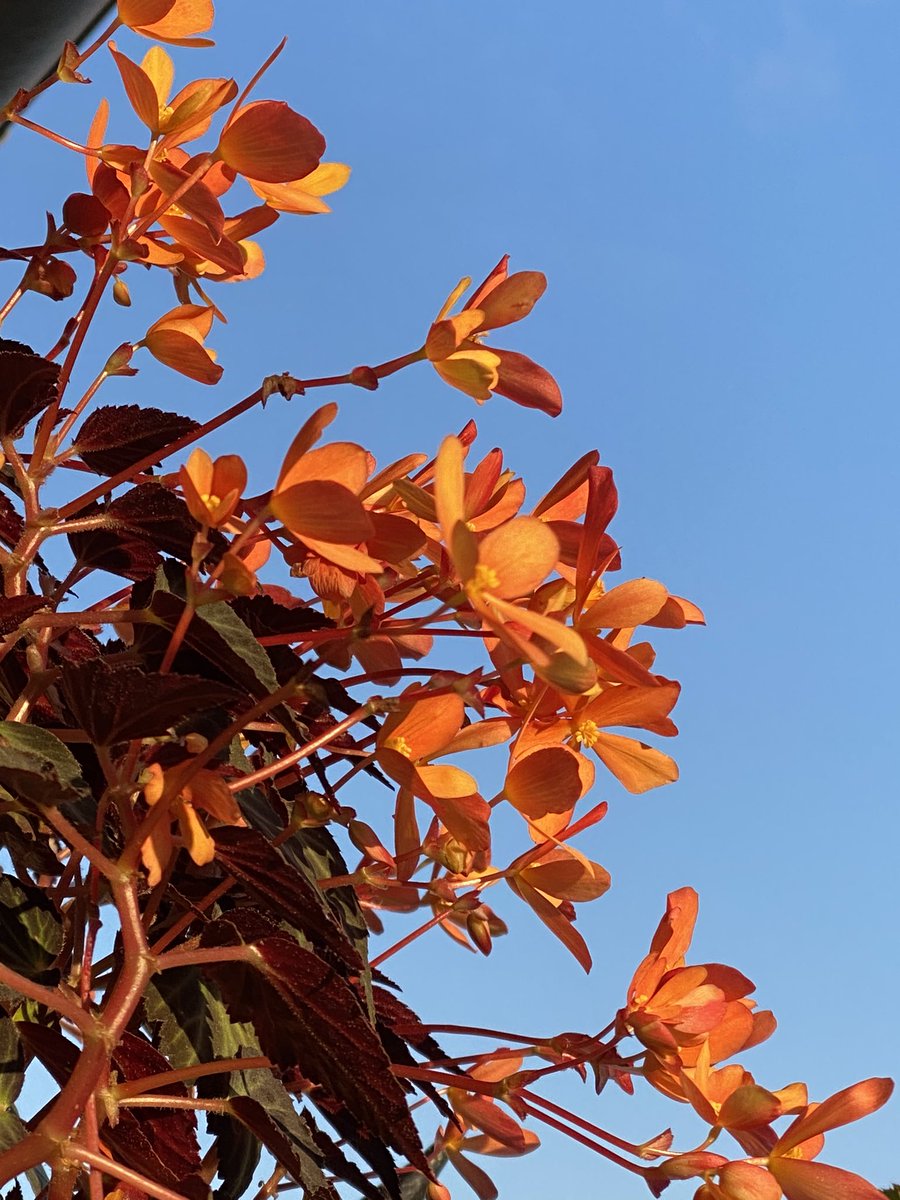 alaindelavie's tweet photo. Fleurs et feuillages d’automne avec un superbe soleil sur mon #balcon parisien #automne2020 #automne #balcon2020 #Paris #paris19 https://t.co/bvP4Ewyl5t