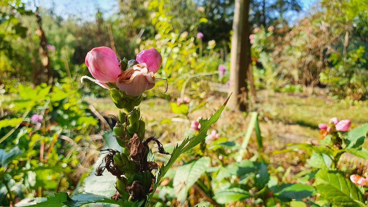 DuylsBos's tweet image. De laatste #bloemen van de #Schildpadbloem (#Chelone) kleuren de #herfst in het Bos. Een mooie #winterharde plant die zijn naam dankt aan het feit dat zijn bloemen op de kop van een schildpad lijken. Zoals je ziet zijn de bloemen geliefd bij #insecten 🌸🪰🦟🌸
#heemtuin