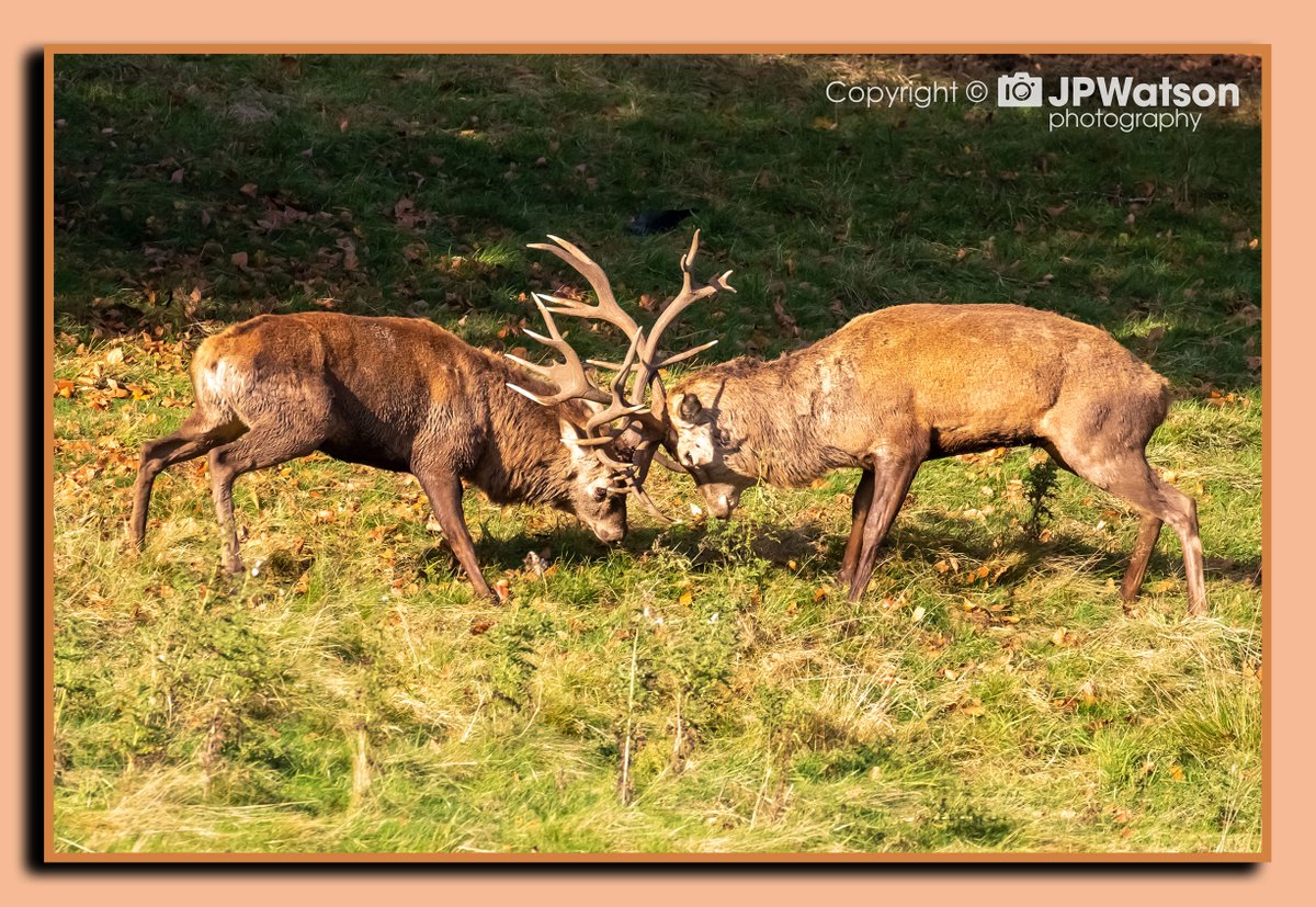 jpwatsonphoto's tweet photo. Rutting Red Deer  Stags at Studley Royal Deer Park Near Ripon North Yorkshire. #stag #rutting #studleyroyal #wildlifephotography #canon #autumn #naturephotograpy #photo #photography #jpwatsonphotography #ripon #northyorkshire #pictureoftheday #autumnal #YORKSHIRE https://t.co/avwfYiP2zS
