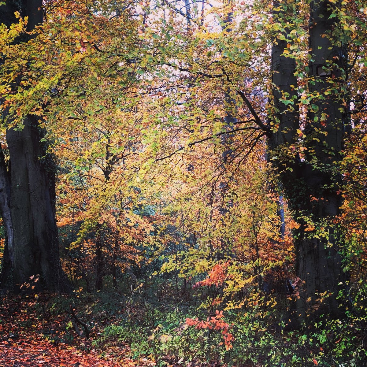 HambletonBakery's tweet photo. The cool nights have added some beautiful colour to the landscape 🍁
#autumncolours🍂🍁
#fromourfieldstoyourtable #loveyourlocalloafer
#hambletonbakery #freshlybakedeveryday #supportsmallbusiness
#rutlandlife #supportingthecounty #artisanbread #wellbread https://t.co/puGP5Pjf3v