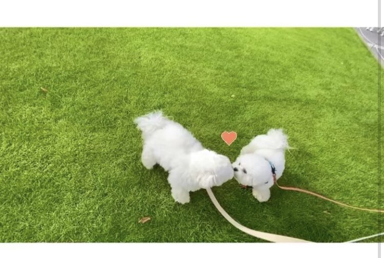 4evercoolgal's tweet photo. Sorry #GuBy shippers. Moongsil and Ruby spotted KISSING 🤣🤣🤣🤣🤣🤣🤣 https://t.co/4PuWl4n1B0