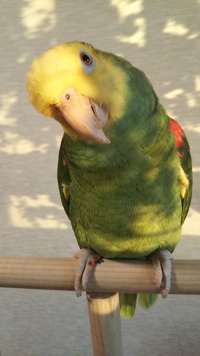 boyonba's tweet photo. 何か夕陽の差し具合が綺麗だったので記念撮影。
#オオキボウシインコ
#ボウシインコ
#doubleyellowheadedAmazon
#Amazonparrot https://t.co/SRY9vqJYt6