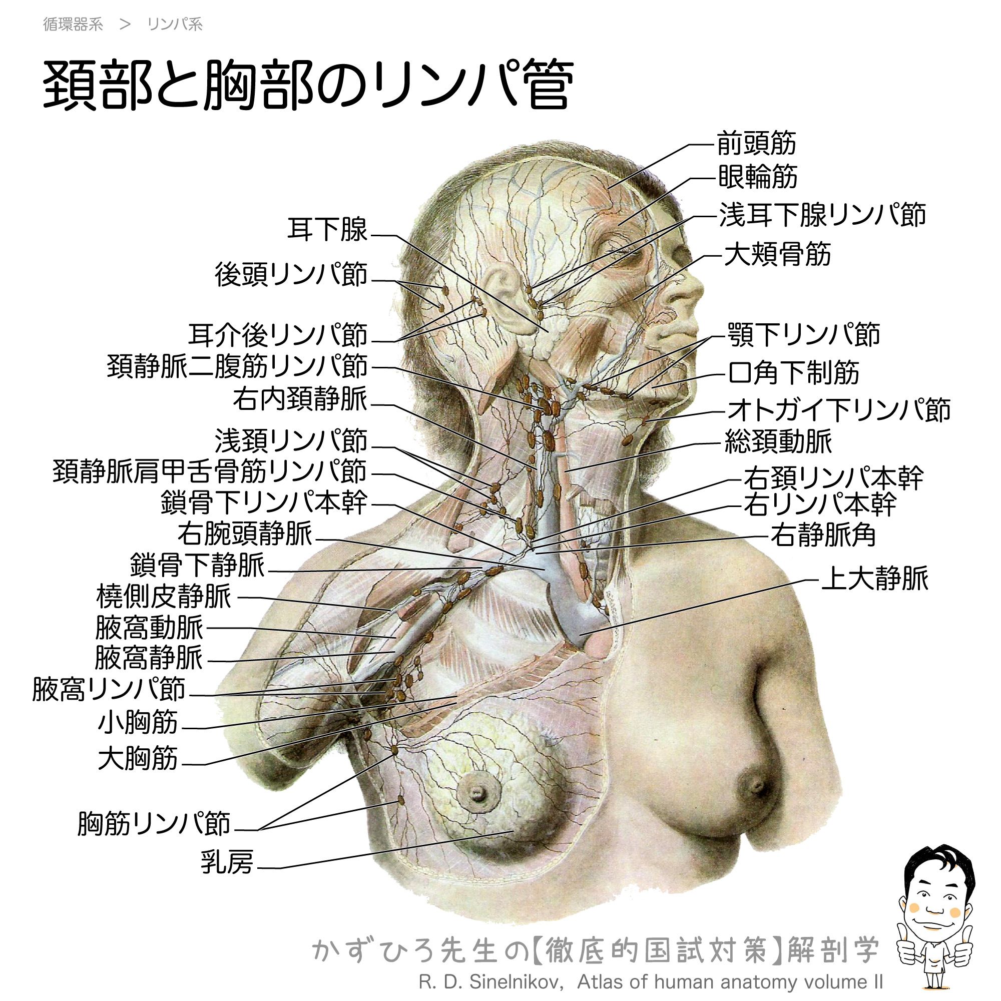 東京大学医学部解剖学敎室校閲 循環系統 人体解剖図 当時物 東京大学医学部解剖学敎室校閲 循環系統 人体解剖図 当時物