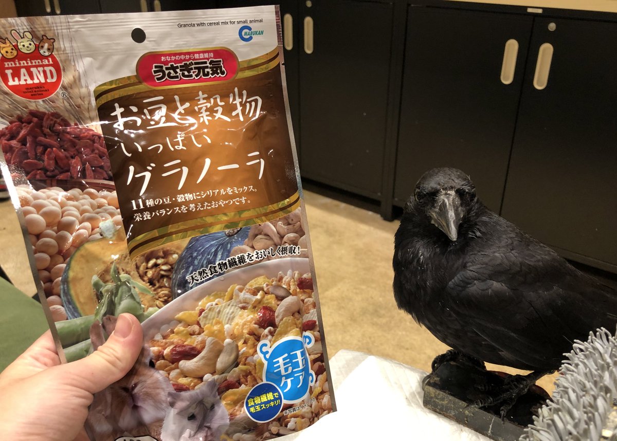 カラスさんとパシャリ 保護鳥ではなく正規で販売できる子です 今日はクッキー ひらママから動物さんのグラノーラの差し入れをいただきました ありがとうございます ふくろうカフェわたど るmozo店 わたどーる アニマルカフェ 名古屋観光 名古屋名物 カラスさんとパシャリ 保護鳥ではなく正規で販売できる子です 今日はクッキー ひらママから動物さんのグラノーラの差し入れをいただきました ありがとうございます ふくろうカフェわたど るmozo店 わたどーる アニマルカフェ 名古屋観光 名古屋名物