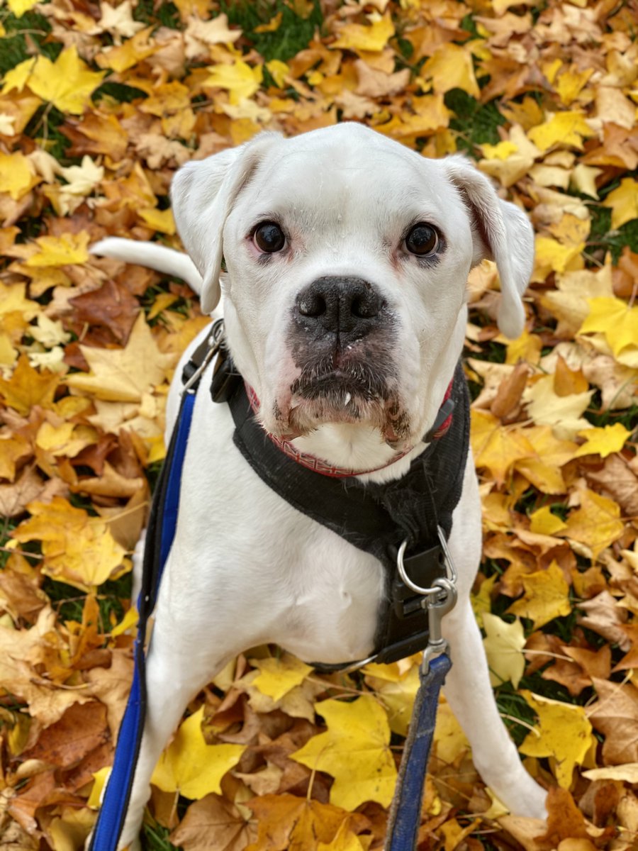 dtcb67's tweet photo. We just love all the Autumn leaves ๐ถ๐ถ๐๐๐๐๐๐ #boxerboys #boxerbrothers #boxerdogs #boxercooper #boxerlife #boxerfam #boxerdoglife #boxerfeatures #boxerfrank #boxerlovers #boxers #boxersoftwitter #boxerdog #boxerlover #boxergram #boxerfun #boxerarchie #boxer #boxerworld https://t.co/XMiG0eP6Da