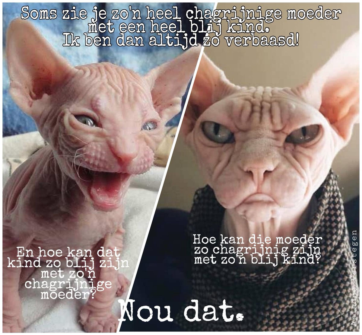 Vorlesebühne (@devorlesebuhne) on Twitter photo Wie speelt komende woensdag in de <a href="/roodebioscoop/">Roode Bioscoop</a>
een bijzondere dubbelrol? Niet iemand die naar literaire successen zit te hunkeren maar eentje die terloops briljant kan schrijven en observeren naast haar vak als componiste en pianiste.
#widm #vliegendehollanders Wie speelt komende woensdag in de <a href="/roodebioscoop/">Roode Bioscoop</a>
een bijzondere dubbelrol? Niet iemand die naar literaire successen zit te hunkeren maar eentje die terloops briljant kan schrijven en observeren naast haar vak als componiste en pianiste.
#widm #vliegendehollanders