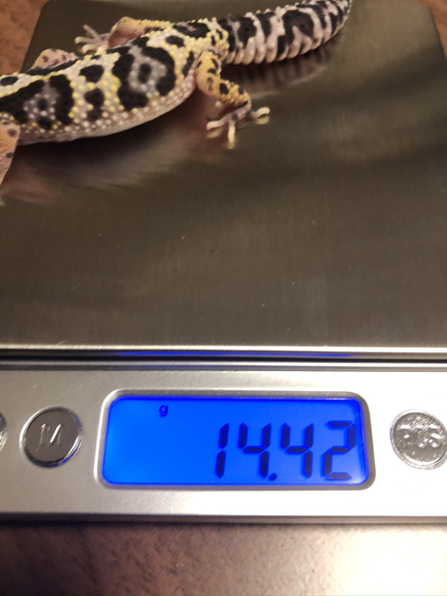 GeckoKandp's tweet photo. 先週の体重測定を載せるの忘れてました😅
毎週2人共大体２ｇ位ずつ増えてたんですが、今週はパンダは4gキリンは3gも増えてました。日に日に身体が大きくなっているのは分かってましたがこんなに増えてるとは…😆
パンダ、黄色の色も出てきました！
きりんは尻尾にオレンジが出てきました。#レオパ https://t.co/Gz2vLx5r0y
