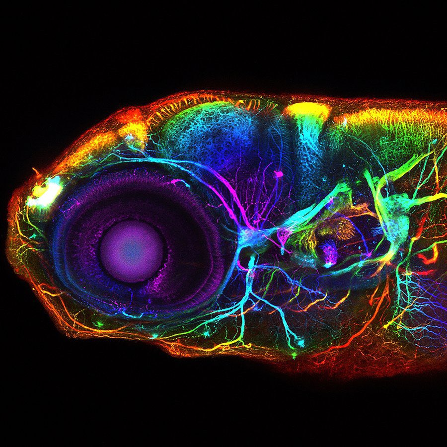 ZebrafishRock's tweet photo. Development of the nervous system in a zebrafish larva. Credit to Nathan Martin of @ClubDanio. #ZebrafishZunday https://t.co/gTUIFVGenS