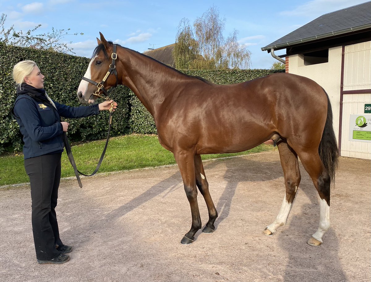 Two very nice G1 updates for this half-brother to Wonderful Tonight, selling tomorrow <a href="/InfoArqana/">ARQANA</a> as lot 170, and from the first crop of <a href="/MontfortPreaux/">Haras de Montfort & Préaux</a> stallion Recorder.