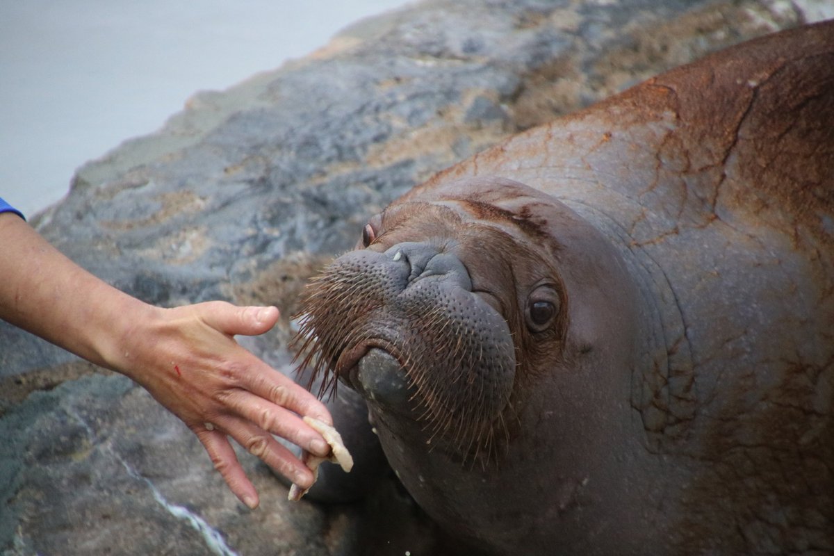 なのは 生後7ヶ月 セイウチらしくなった 鴨川シーワールド セイウチ Walrus Baby なのは 生後7ヶ月 セイウチらしくなった 鴨川シーワールド セイウチ Walrus Baby