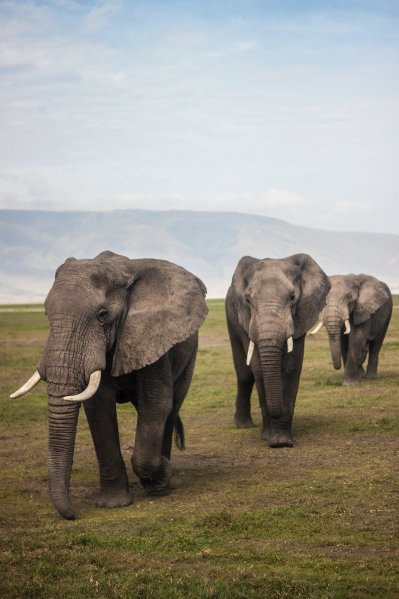 Killed for their tusks, elephants could be extinct in 100 years.
Stop wildlife trafficking 🚫

#stopivorytrade #stopwildlifecrime #savetheelephants #elephants
#stopwildlifetrade #earthcapture #stopwildlifetrafficking #TwitterNatureCommunity #conservation