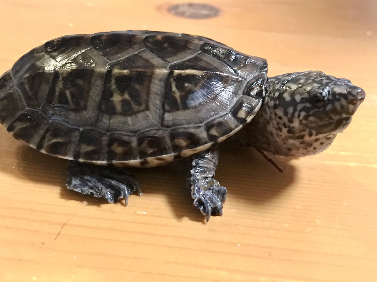ジャイアントマスクタートル ジャイアントマスクタートル