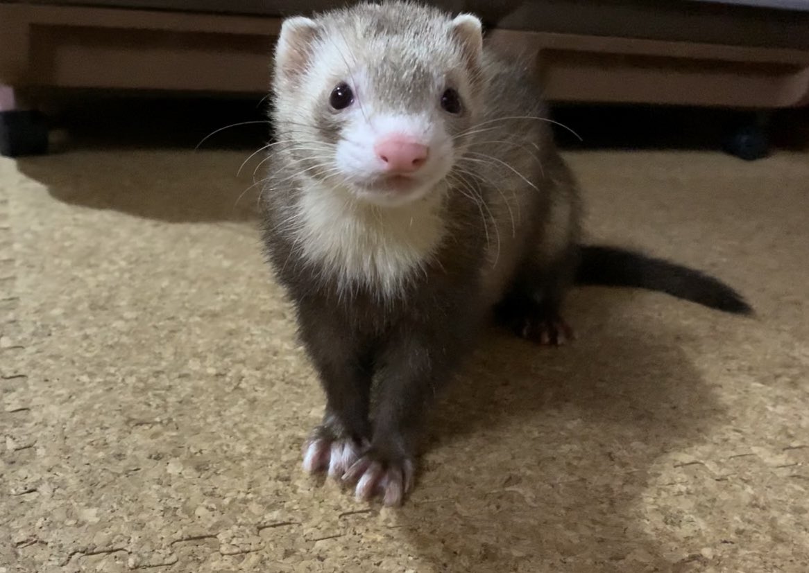 おまる Bokuomaru Twitter