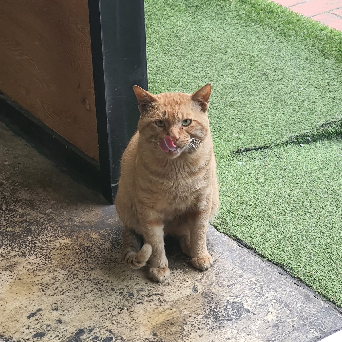 카페 앞 길냥쓰 츄르 얻어먹으러 옴