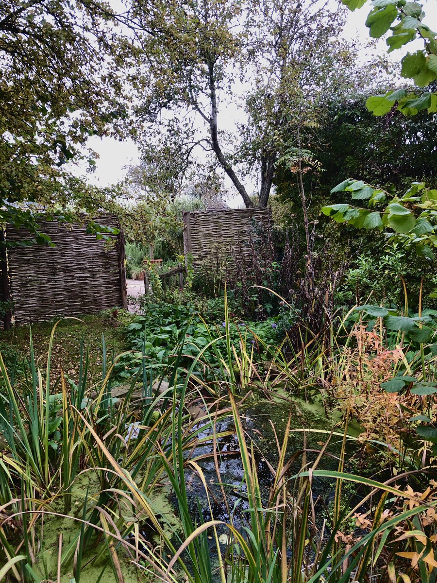 TheMontyDon's tweet photo. To provide safe habitats for as much wildlife as possible over winter, resist the temptation to be too tidy. Leave stems, twigs, leaves and dying foliage until next Spring so there is as much cover as possible. #gardenwildlife https://t.co/TqaEiRLsg5