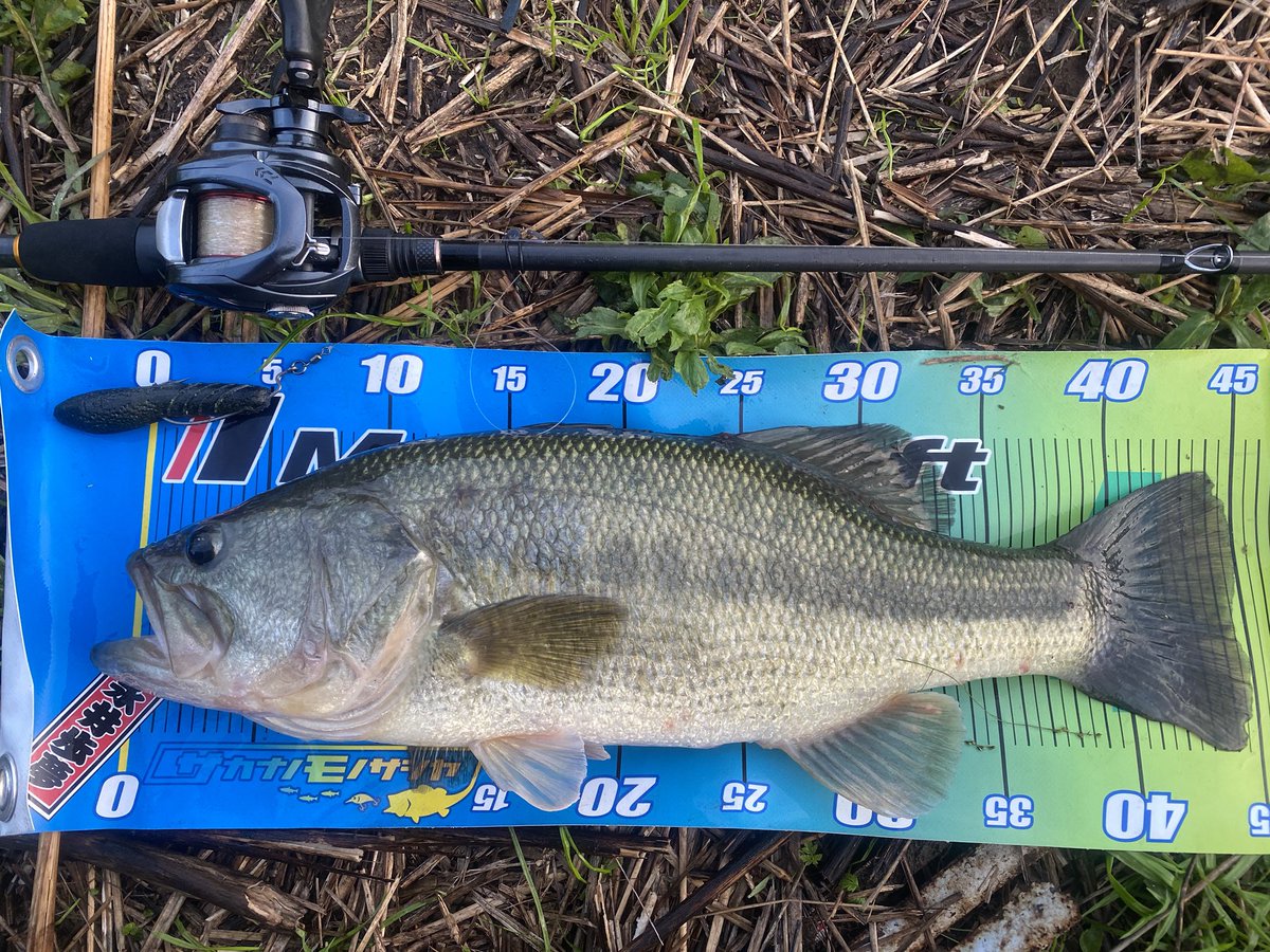 永井 歩夢 今日も霞ヶ浦 やっぱりカバースキャットよく釣れる ナイスコンディションな45up プロトのデイズ70mhとカバースキャットの相性が良すぎて この釣りやめられない 霞ヶ浦 Majorcraft メジャークラフト デイズ 70mh Deps デプス