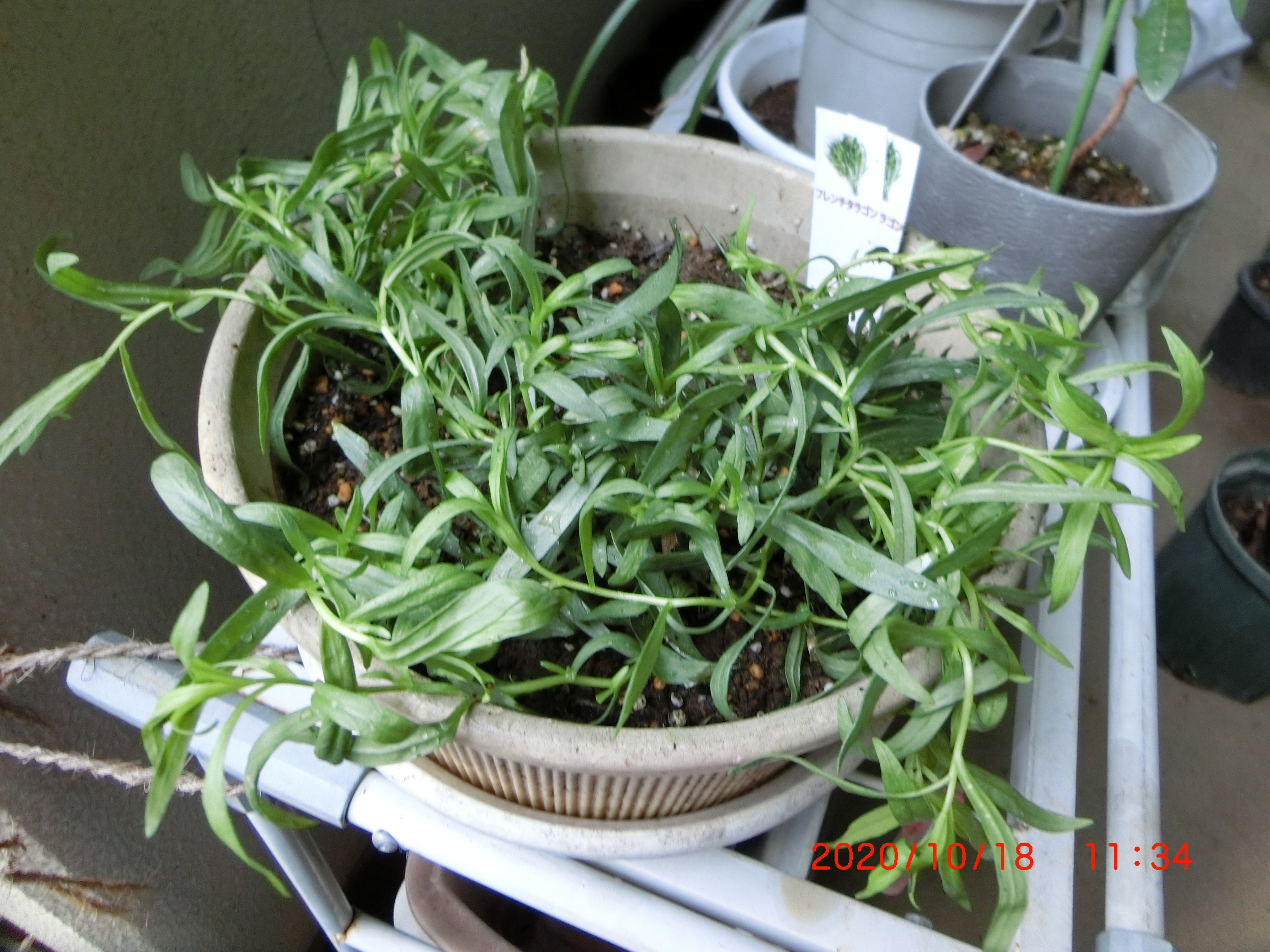 Pingubanana フレンチタラゴン 育成始めました ヨモギの近縁種です 種ができないので 挿し木等でふやします 香りが良く ハーブとして利用されます フレンチタラゴン T Co 3bibautcnv Twitter