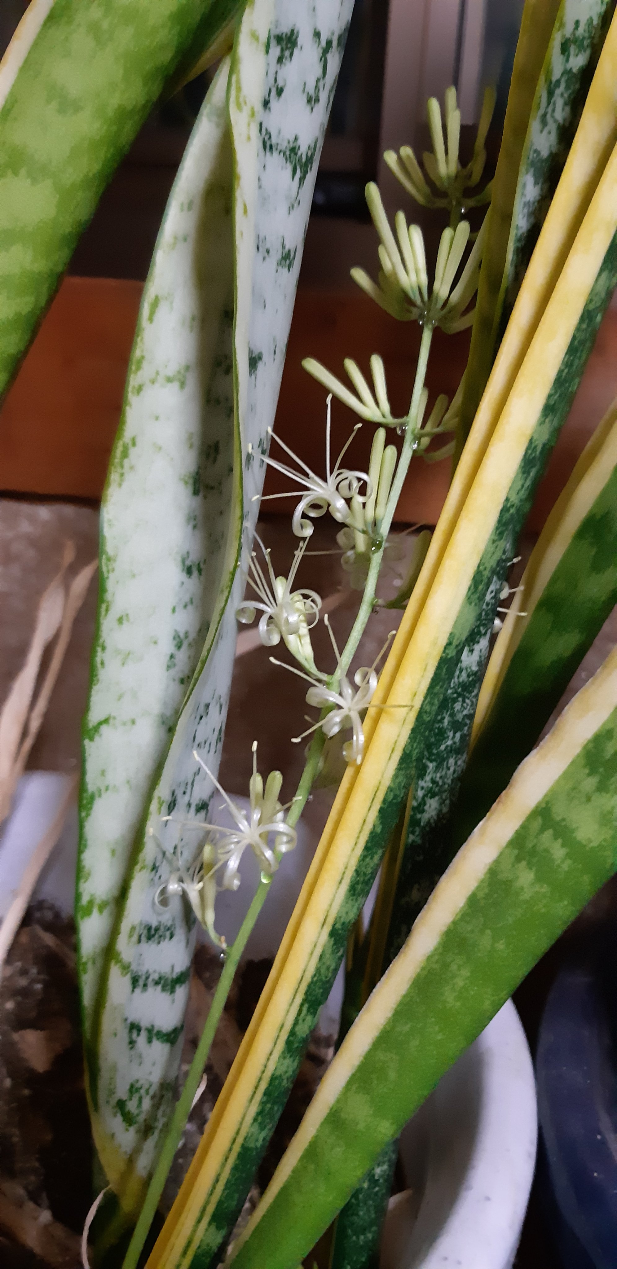 はまきっちん めずらしい花が二種類も咲いた サンスベリアの花と さつまいもの花 花言葉も調べたらすごかった サンスベリアが永久 不滅 さつまいもが乙女の純情 なんとも自分には いいことあるかな もしかしたら芋の種とれるのかな