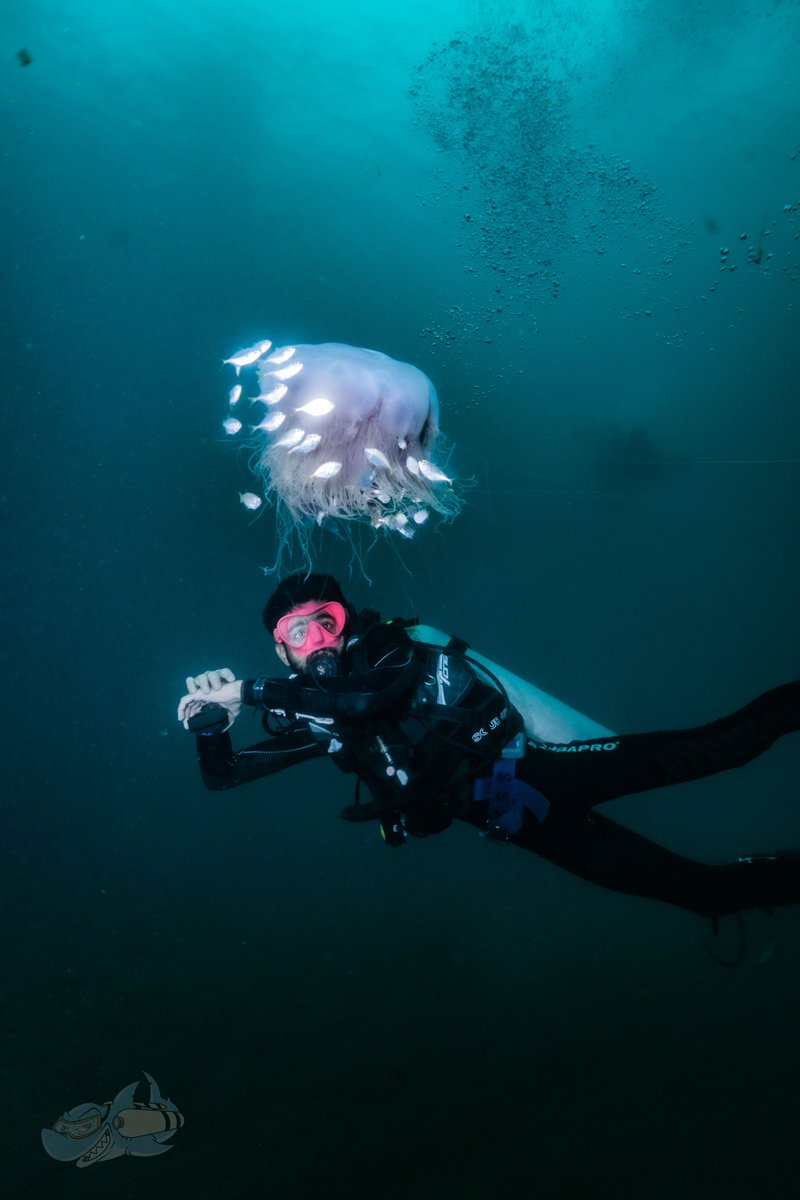 TempleDivers's tweet photo. #sundayvibes 
A good day to dive hard! Can you help us caption this? 
@padi

#padi #scuba #diving #india #Navratri https://t.co/YaUYx0NKUD