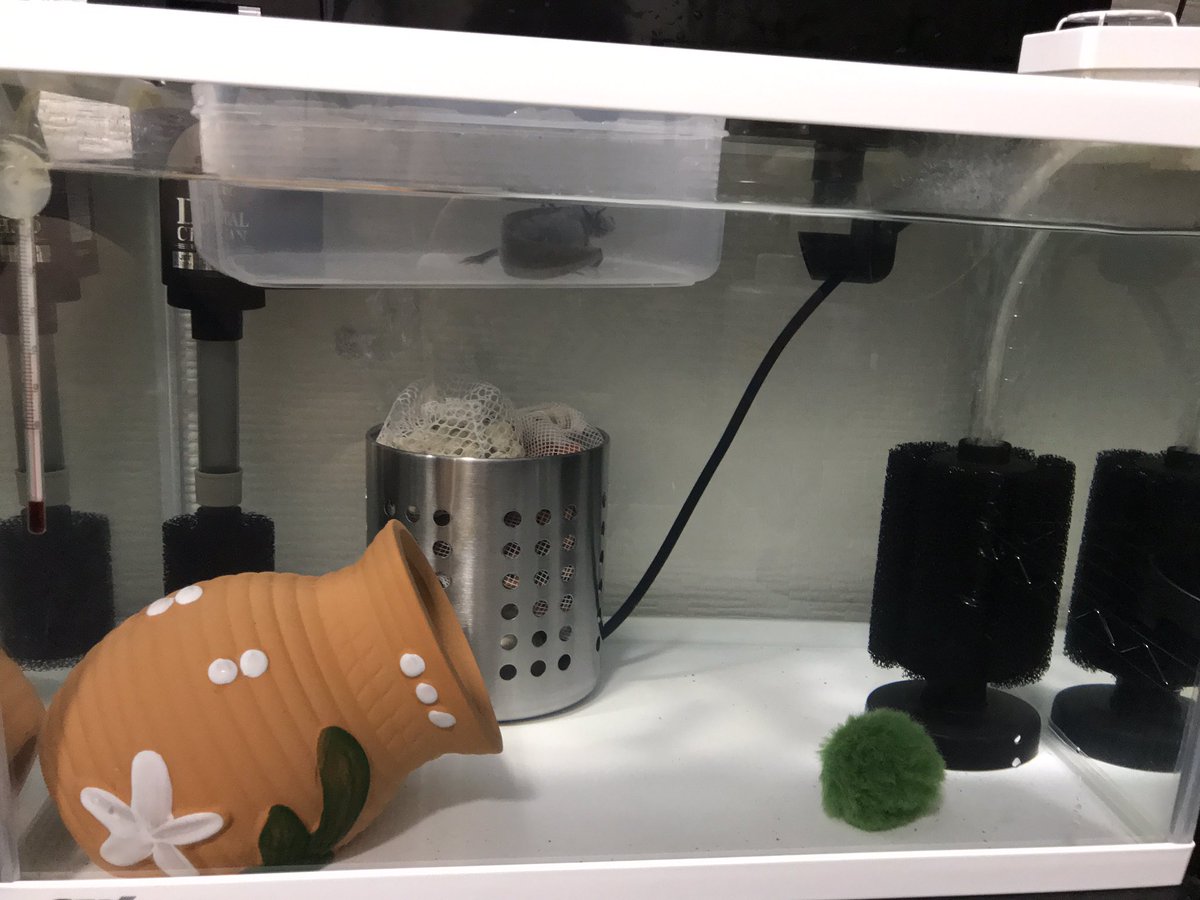 ウーパールーパーマーブル