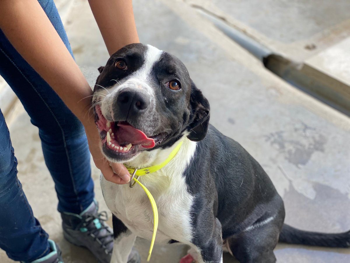 siemprecontigoprotectora.org/tigger/
En adopción