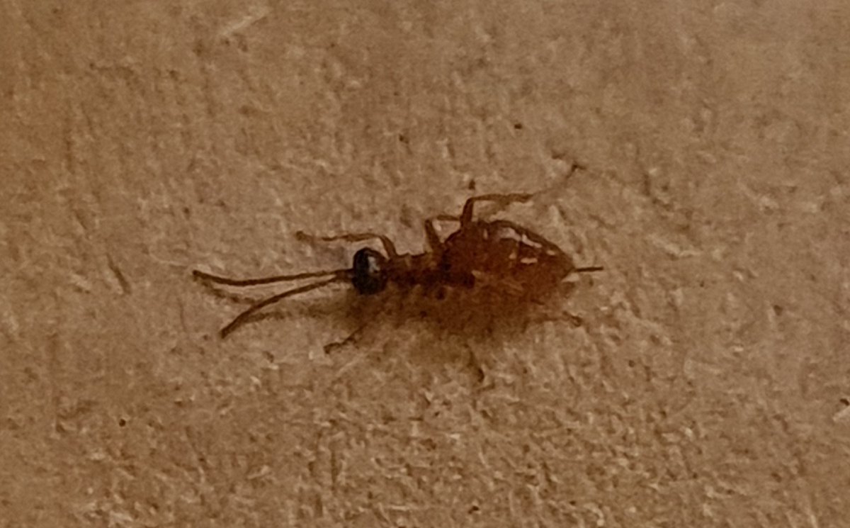 ThatRebelReid's tweet photo. A Gelis day is always a good day 😁 I found two teeny tiny #ichneumonidae from this genus on my patch today, having only seen one previously. These were both significantly smaller, so I assume a different species 🐝 #panlist #parisitoidwasps #insects #lovewildlife https://t.co/NS4TNq7mB9
