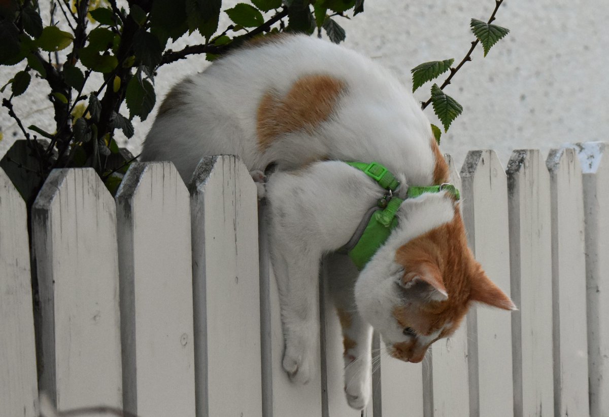 cheddar cat fence