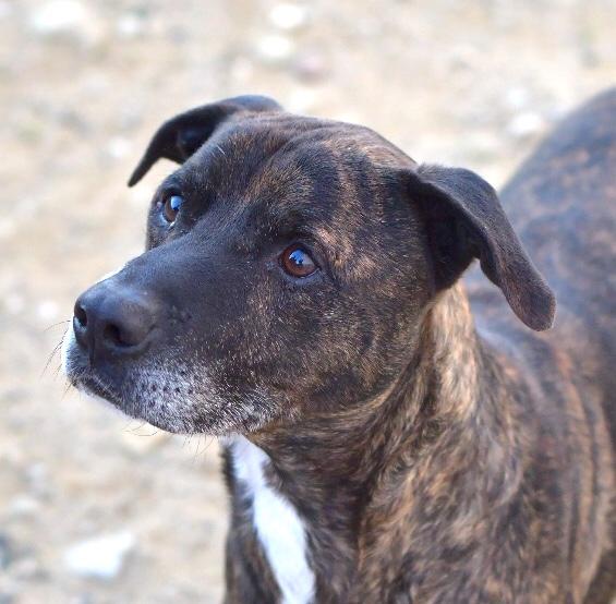 siemprecontigoprotectora.org/stubby/
Unos de nuestros viejitos. No , nos cansamos de buscar esa familia ideal para el, que le de una calidad de vida y mucho amor. No sabemos que tiempo le queda , pero deseamos que sus últimos años lo pase en una casa.