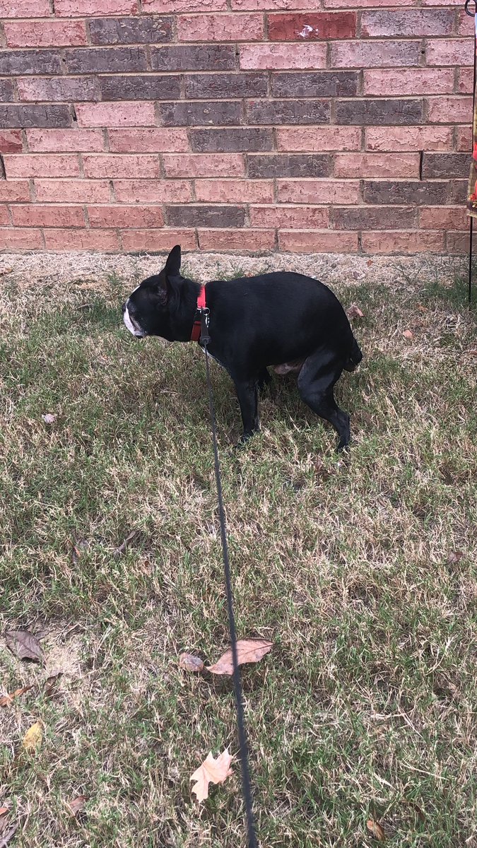 PoolNoodleDong's tweet photo. @tear_rio Gotta get a Boston Terrier https://t.co/N82sneHOai