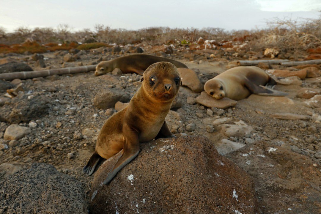 DanielNMiller's tweet image. One of the world’s natural wonders is in crisis: “They are raping the Galapagos.” Chinese fishing fleets — and COVID-19 — are threatening the fragile islands. A sobering story by @susrust, with photos by @Carolyn_Cole. latimes.com/environment/st…