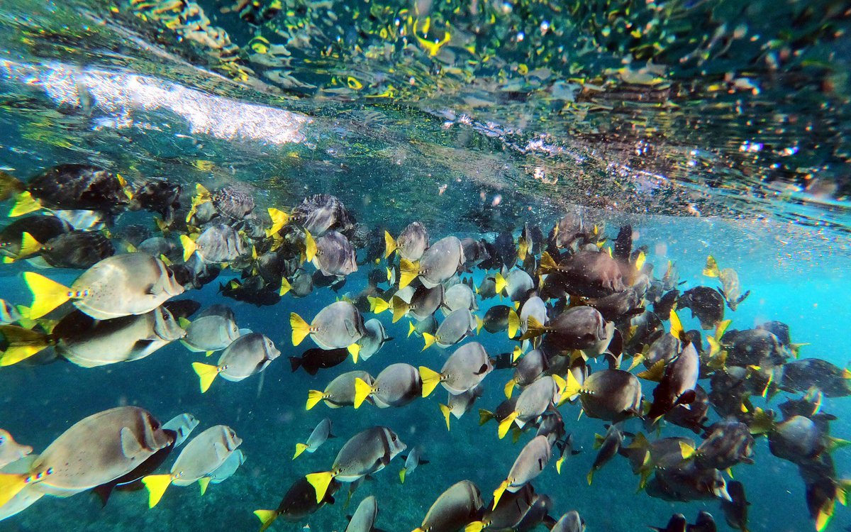 DanielNMiller's tweet image. One of the world’s natural wonders is in crisis: “They are raping the Galapagos.” Chinese fishing fleets — and COVID-19 — are threatening the fragile islands. A sobering story by @susrust, with photos by @Carolyn_Cole. latimes.com/environment/st…