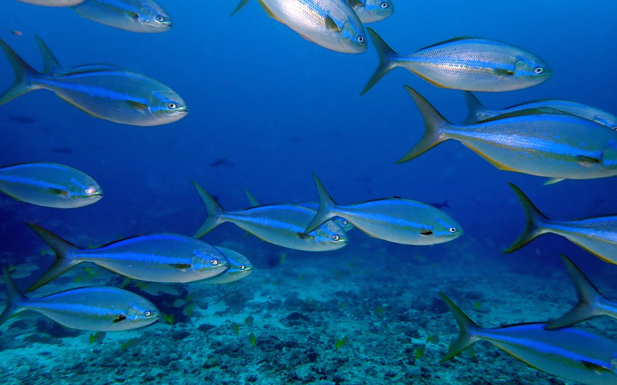 DanielNMiller's tweet image. One of the world’s natural wonders is in crisis: “They are raping the Galapagos.” Chinese fishing fleets — and COVID-19 — are threatening the fragile islands. A sobering story by @susrust, with photos by @Carolyn_Cole. latimes.com/environment/st…