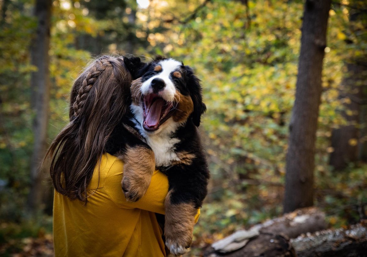 BrandiParshley's tweet photo. Meet our new little guy Tobias! He must have a great sense of humor 😂 @dog_rates https://t.co/HiZMsgBtgP