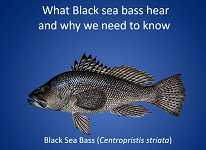 NOAAFish_NEFSC's tweet photo. Parents, teachers & educators: Lots of #OceanFunDays activities for kids of all ages, including this slideshow for teens (12+) about our Sandy Hook Lab’s research on black sea bass hearing: https://t.co/kIIN72dRAO. #OFD2020 #NEFSCScience https://t.co/xQAfCtBEGv
