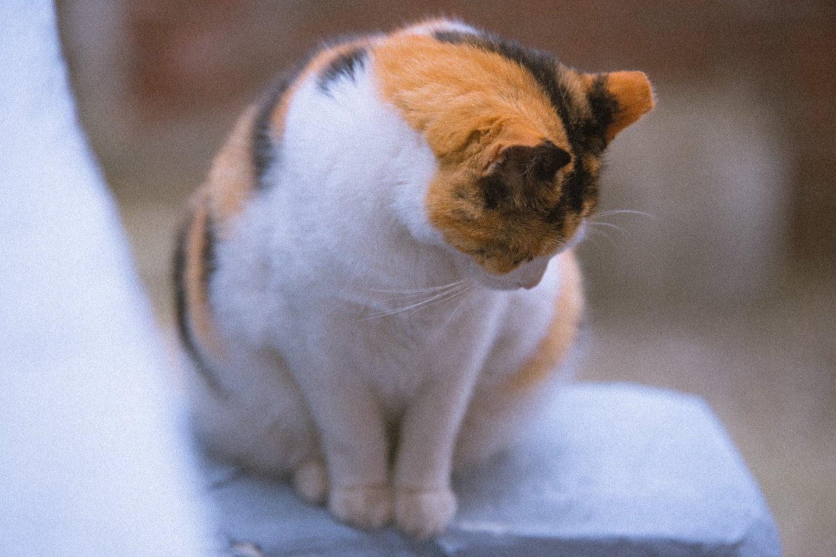 iris_archive tweet picture